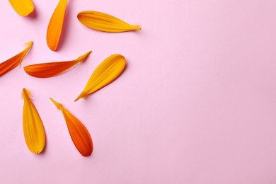 Image of Beautiful fresh orange flower petals on pink background, flat lay. Space for text