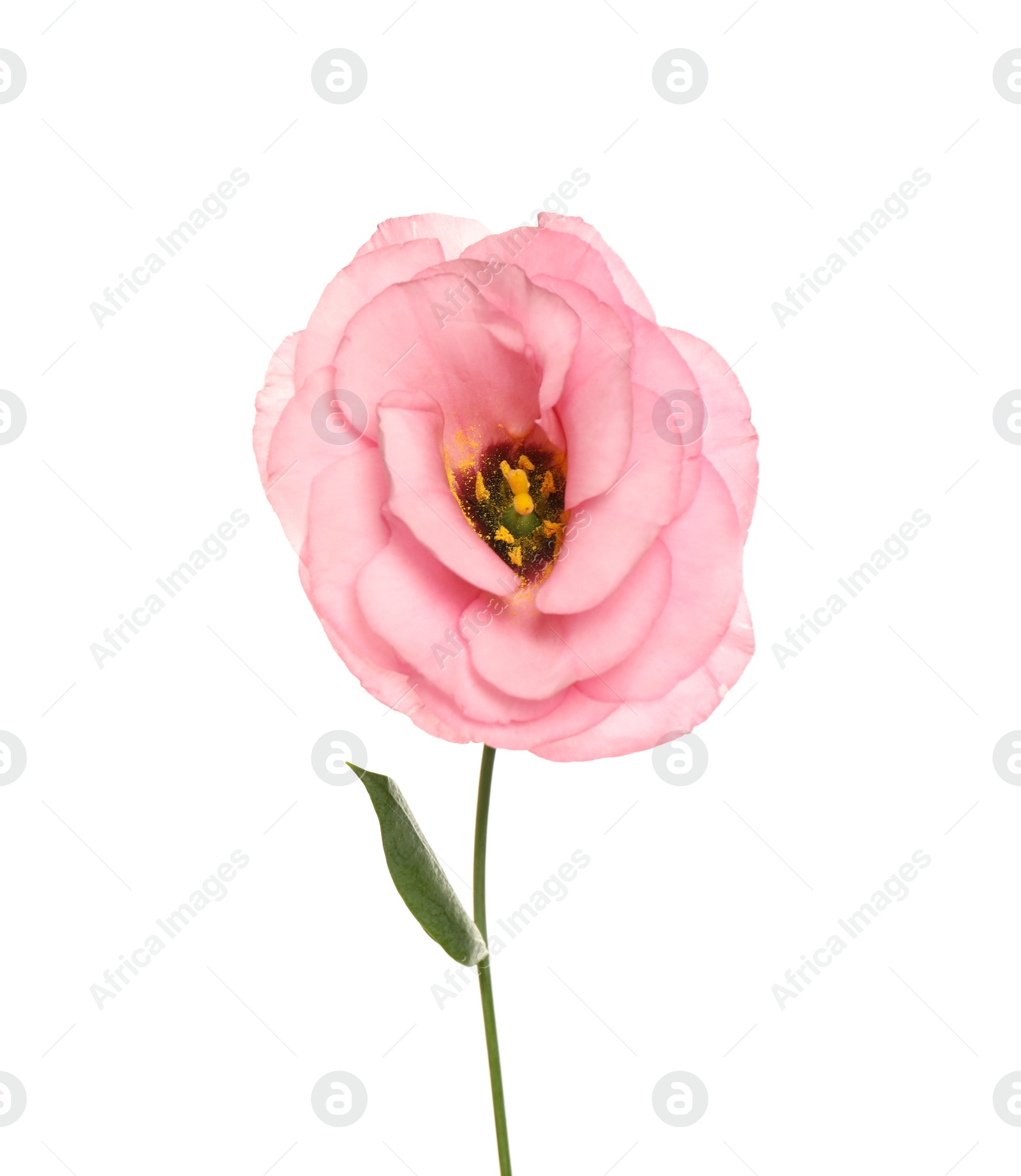 Photo of Beautiful fresh Eustoma flower isolated on white