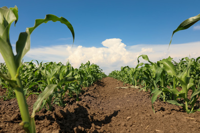 Photo of Beautiful view of corn field. Agriculture industry