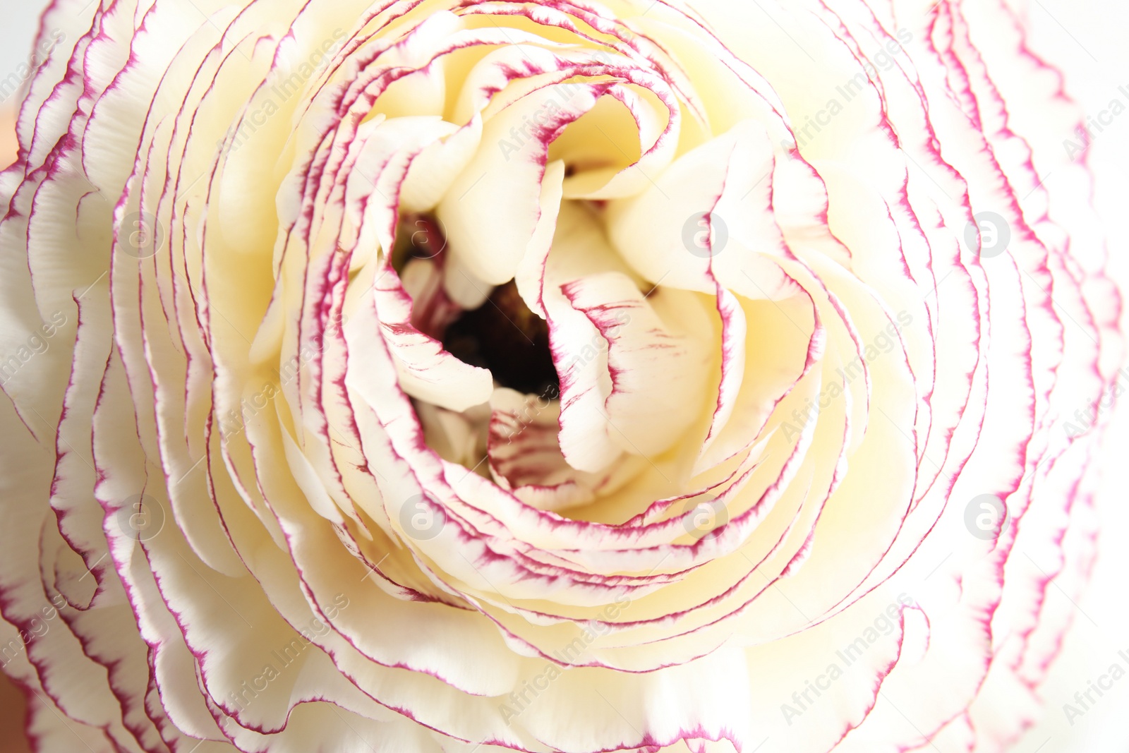 Photo of Beautiful ranunculus flower as background, macro view