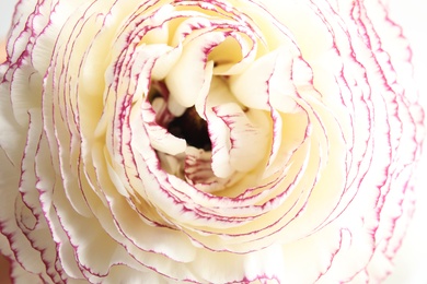 Photo of Beautiful ranunculus flower as background, macro view