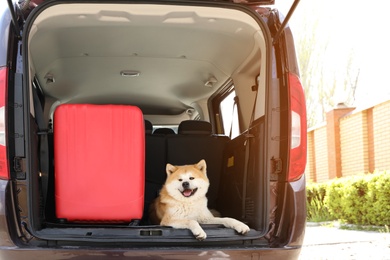 Cute Akita Inu dog and suitcase in car trunk