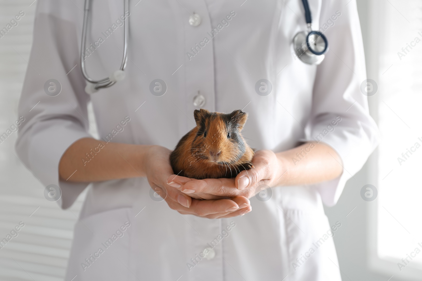 Photo of Female veterinarian examining guinea pig in clinic, closeup