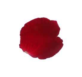 Photo of Red rose flower petal on white background