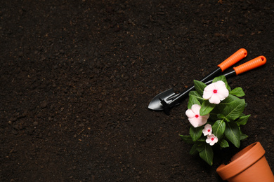 Flat lay composition with gardening tools and flower on soil, space for text