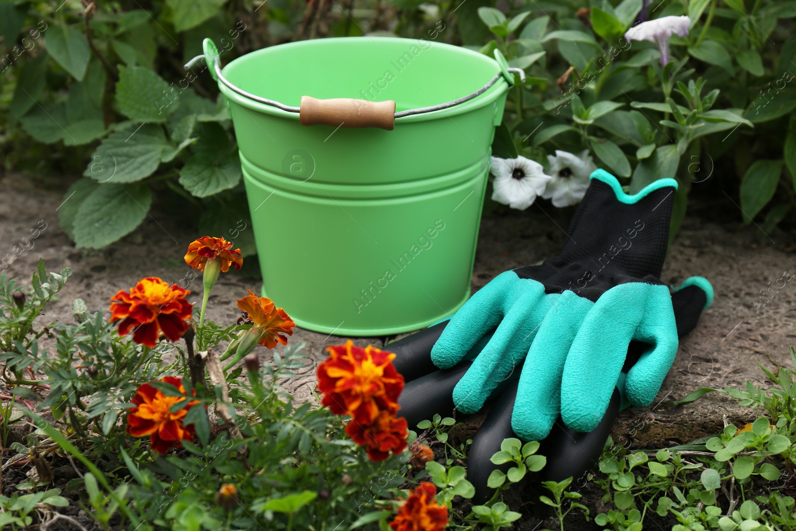 Photo of Gardening gloves and green bucket near flowers outdoors