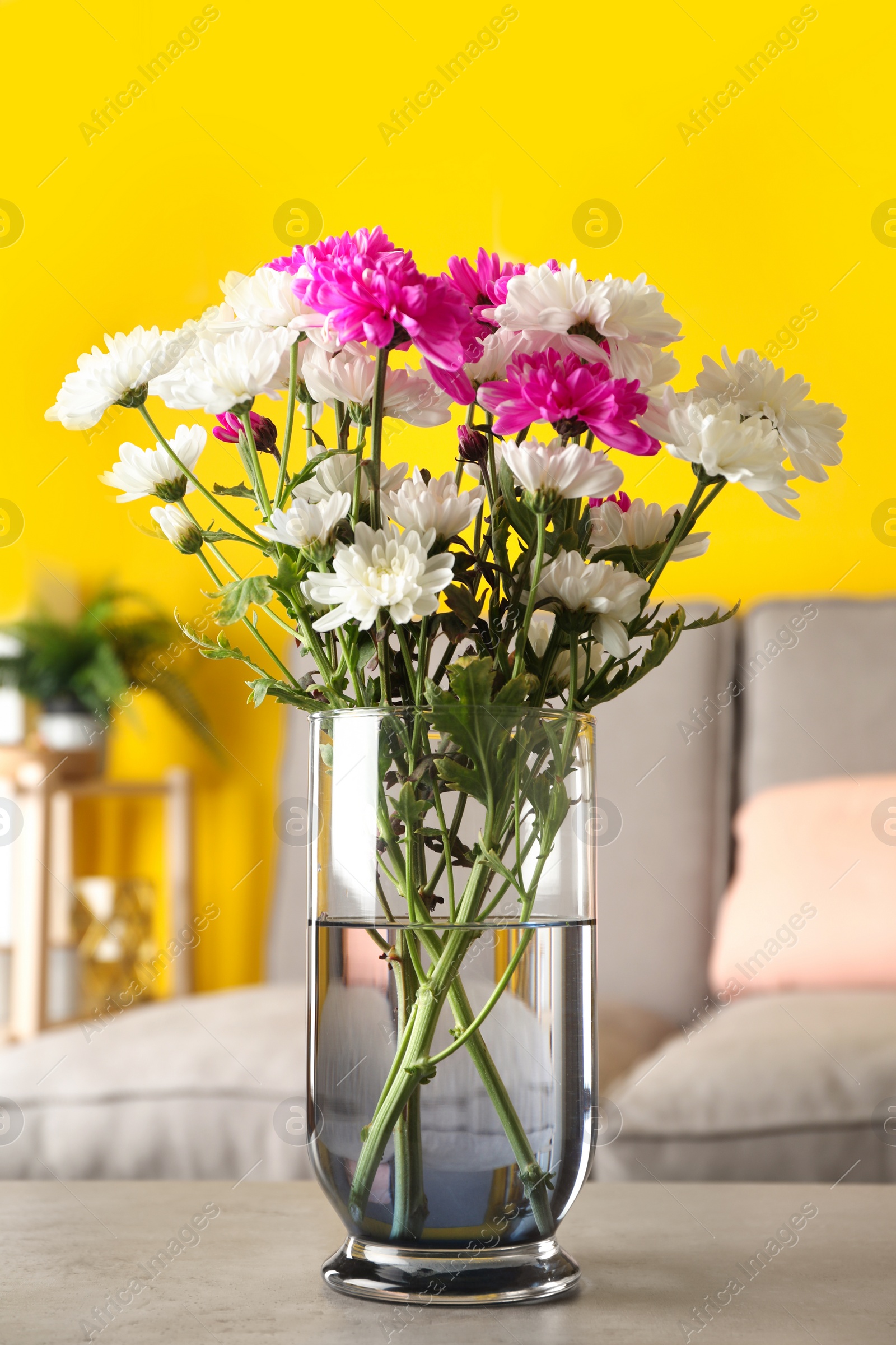 Photo of Beautiful bouquet of Chrysanthemum flowers on grey table indoors. Interior design