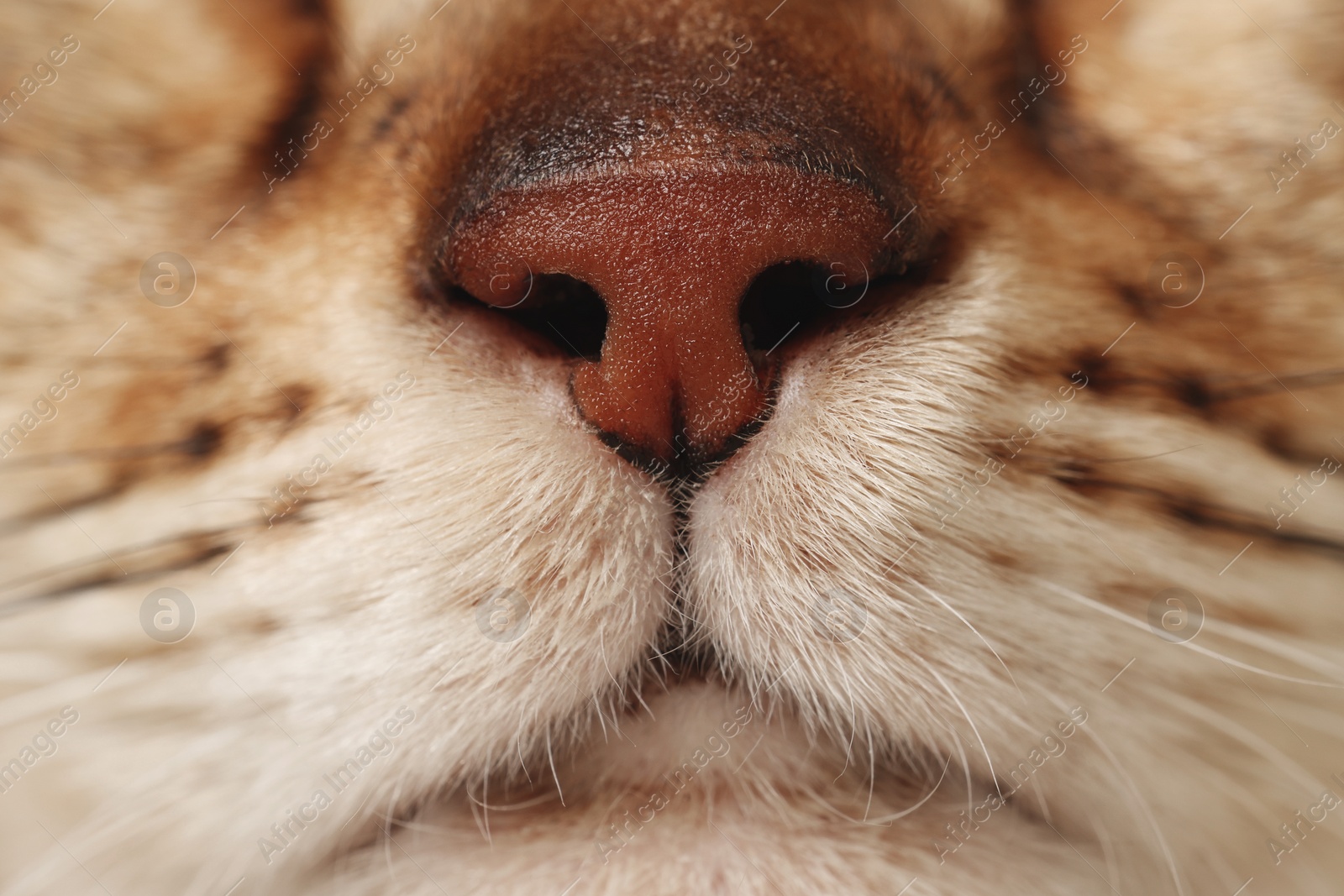 Photo of Adorable cat, macro photo of muzzle. Lovely pet