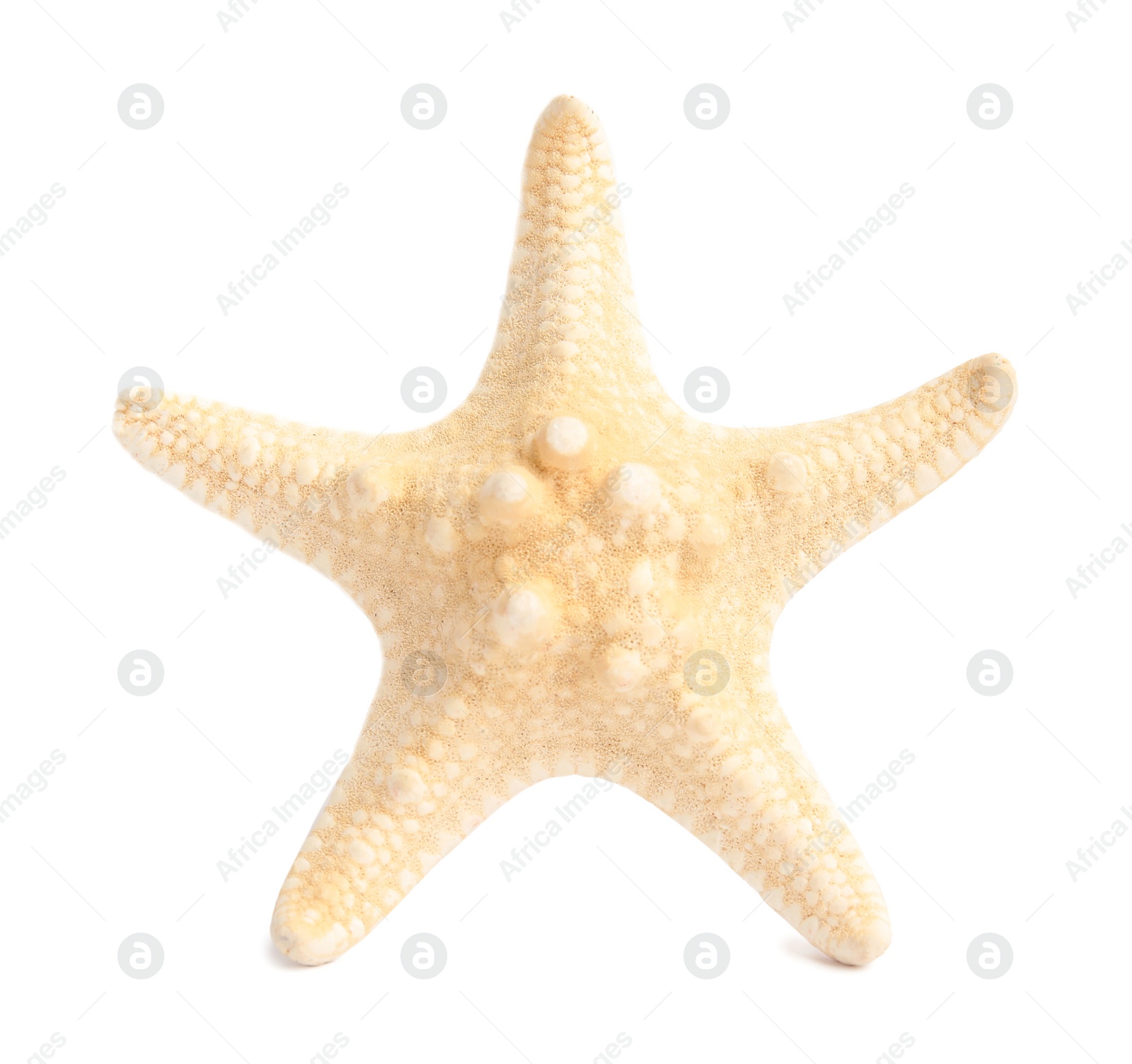 Photo of Beautiful starfish on white background. Beach object