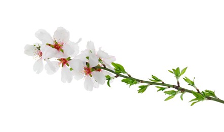 Tree branch with beautiful blossoms isolated on white. Spring season