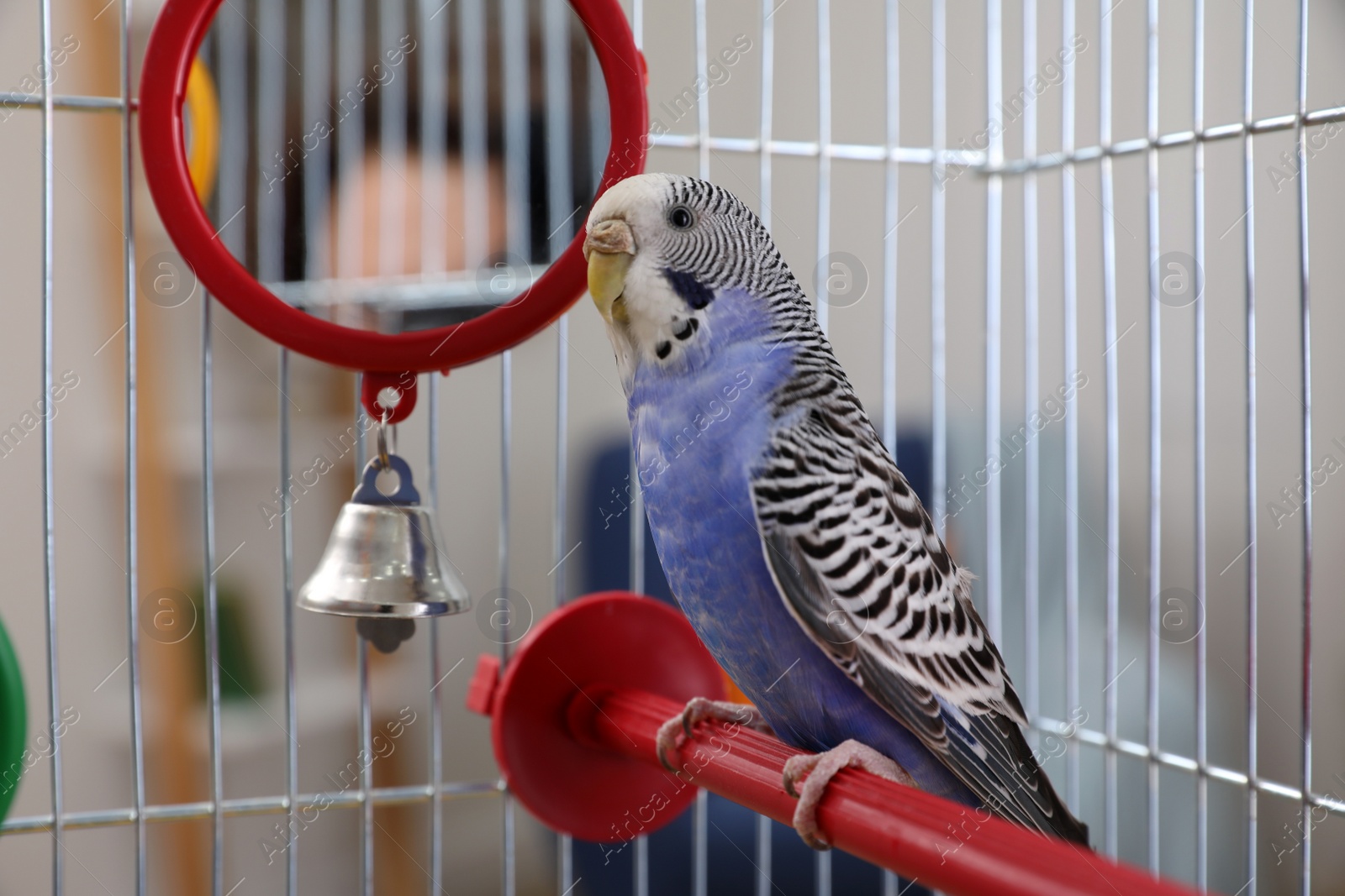 Photo of Beautiful light blue parrot in cage indoors. Cute pet