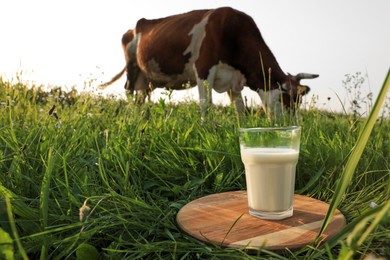 Photo of Glass of milk on wooden board and cow grazing in meadow