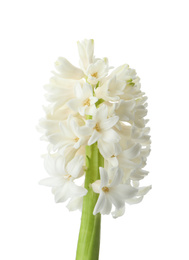 Photo of Beautiful hyacinth isolated on white. Spring flower