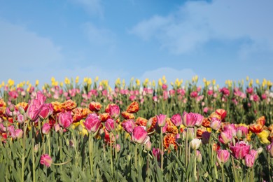 Beautiful colorful tulip flowers growing in field on sunny day