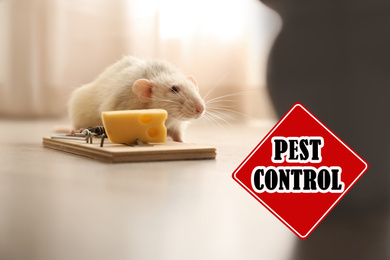 Image of Rat near mousetrap with cheese indoors and warning sign Pest Control