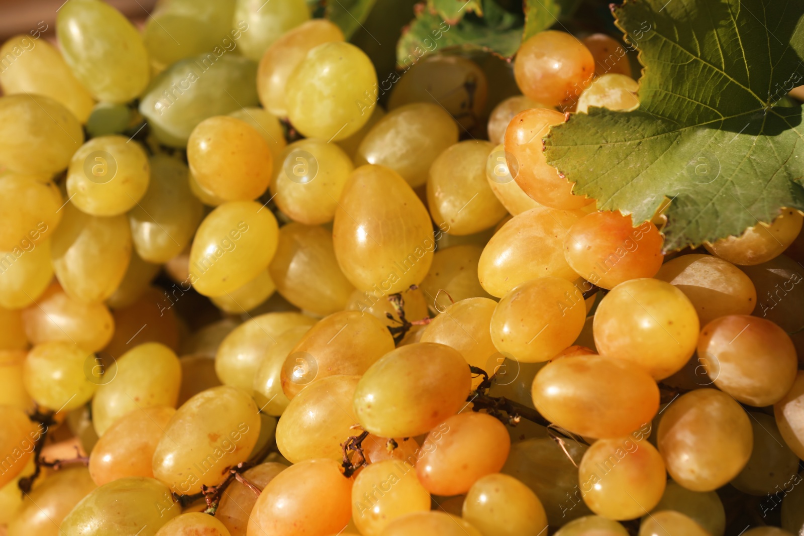 Photo of Fresh ripe juicy grapes as background, closeup