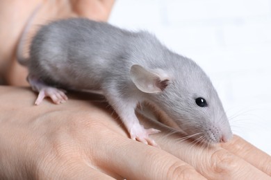 Photo of Woman holding cute small rat on white background, closeup view