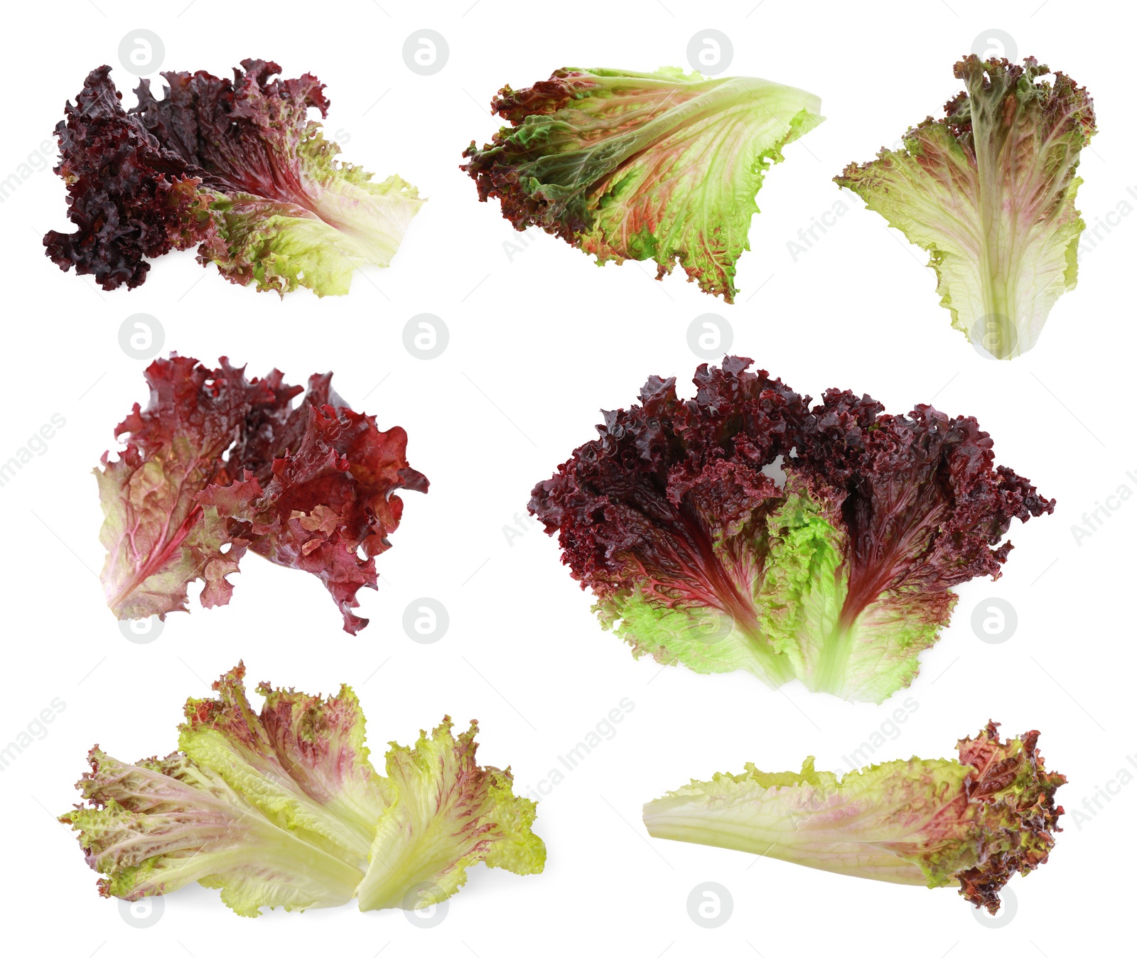 Image of Collage with oakleaf lettuce isolated on white