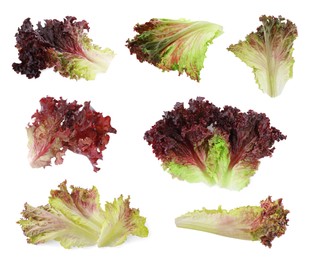 Collage with oakleaf lettuce isolated on white