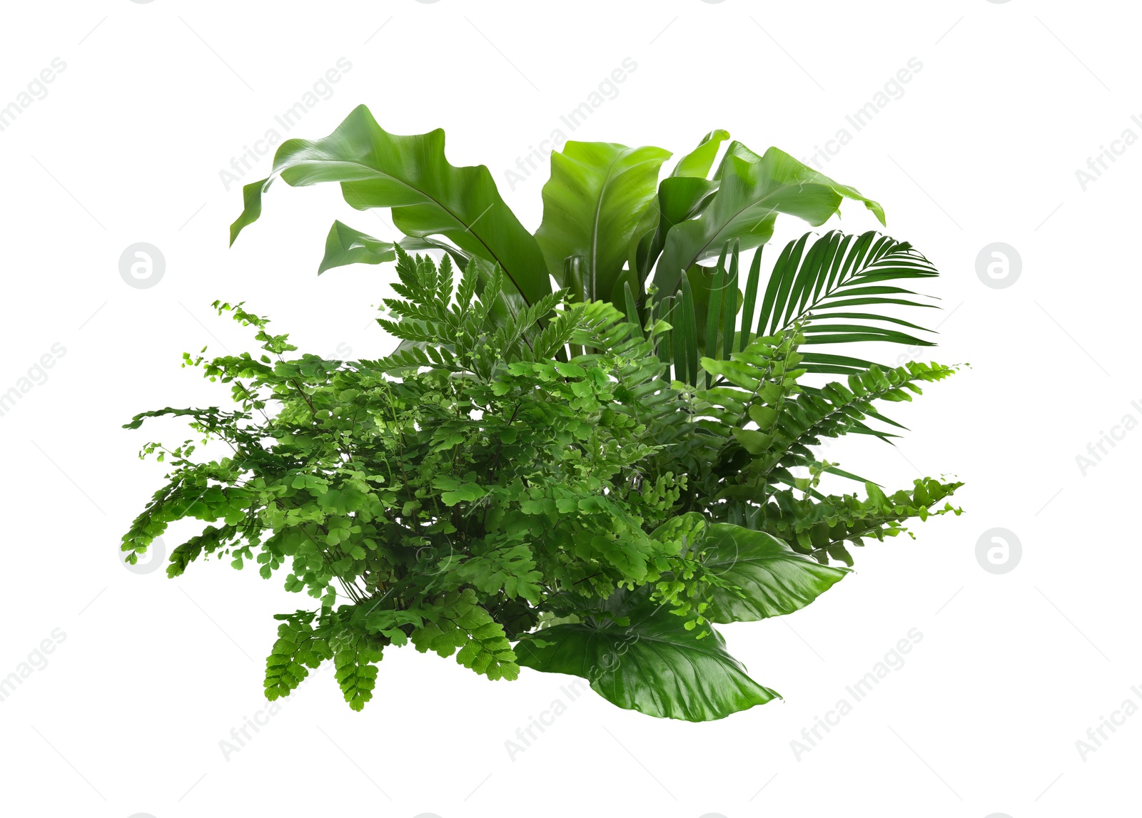 Image of Beautiful composition with fern and other tropical leaves on white background.