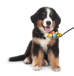 Image of Adorable Bernese Mountain dog puppy and spoon full of different pills on white background. Vitamins for animal 
