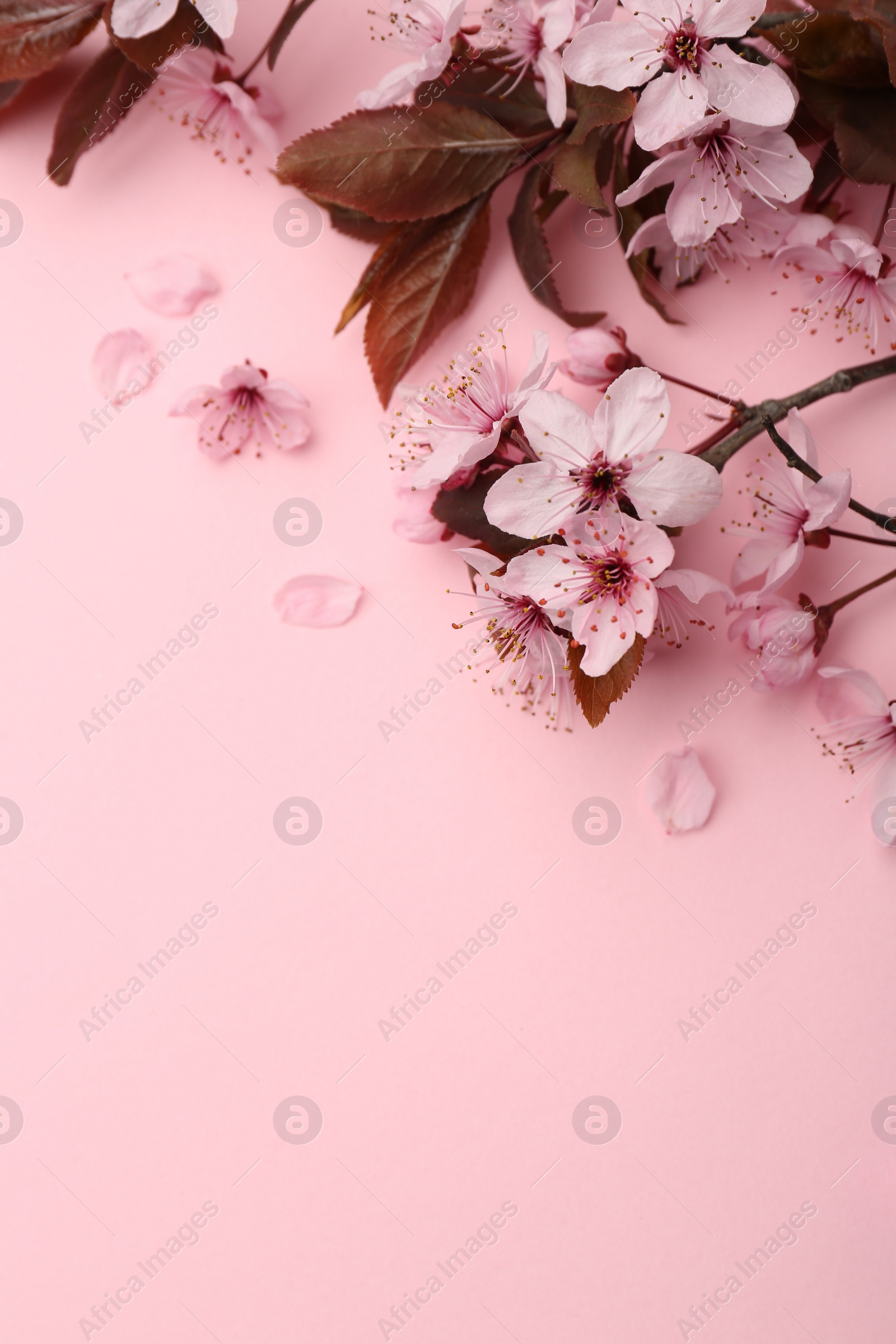 Photo of Spring tree branches with beautiful blossoms on pink background, top view. Space for text