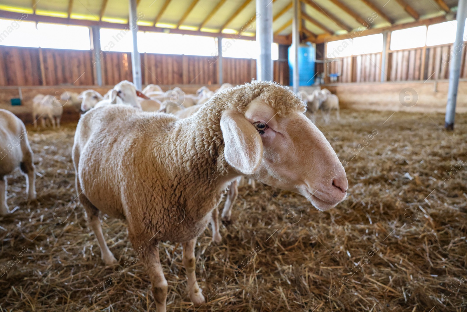 Photo of Many sheep in barn on farm. Cute animals