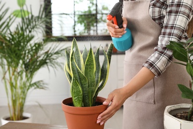 Photo of Young woman spraying plant with water at home, closeup