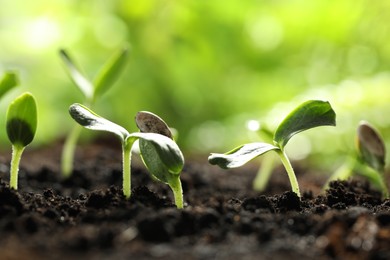 Young vegetable seedlings growing in soil outdoors, space for text