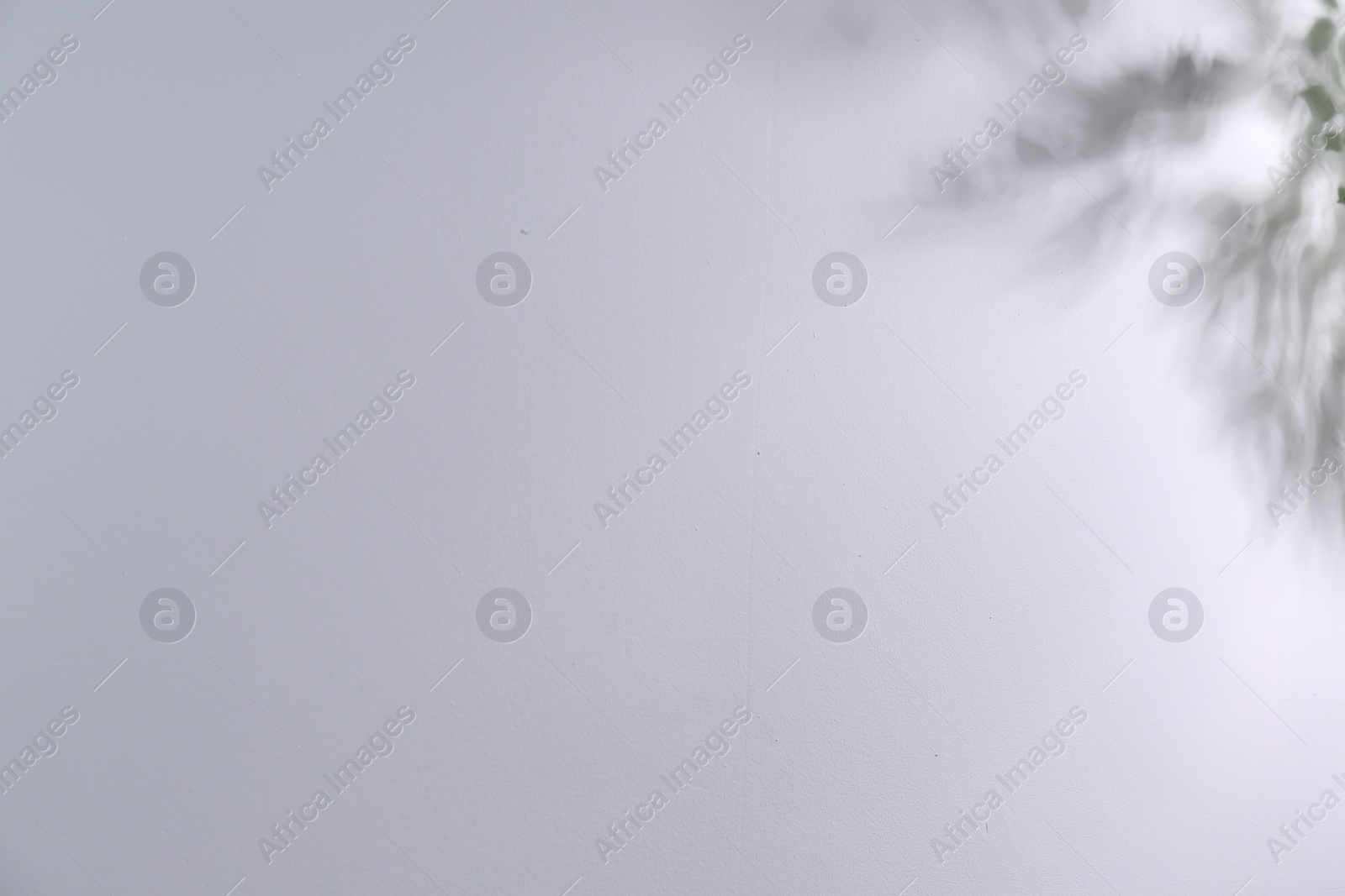 Photo of Shadow of plant falling on light wall, space for text