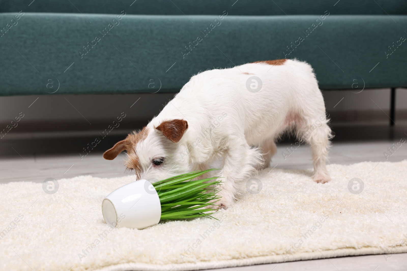 Photo of Cute dog near overturned houseplant on rug indoors