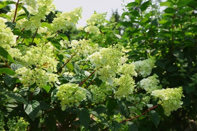 Photo of Beautiful hydrangea with blooming white flowers growing in garden