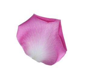 Pink rose flower petal on white background