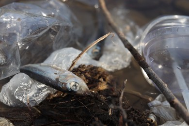 Dead fish among trash near river, closeup. Environmental pollution concept