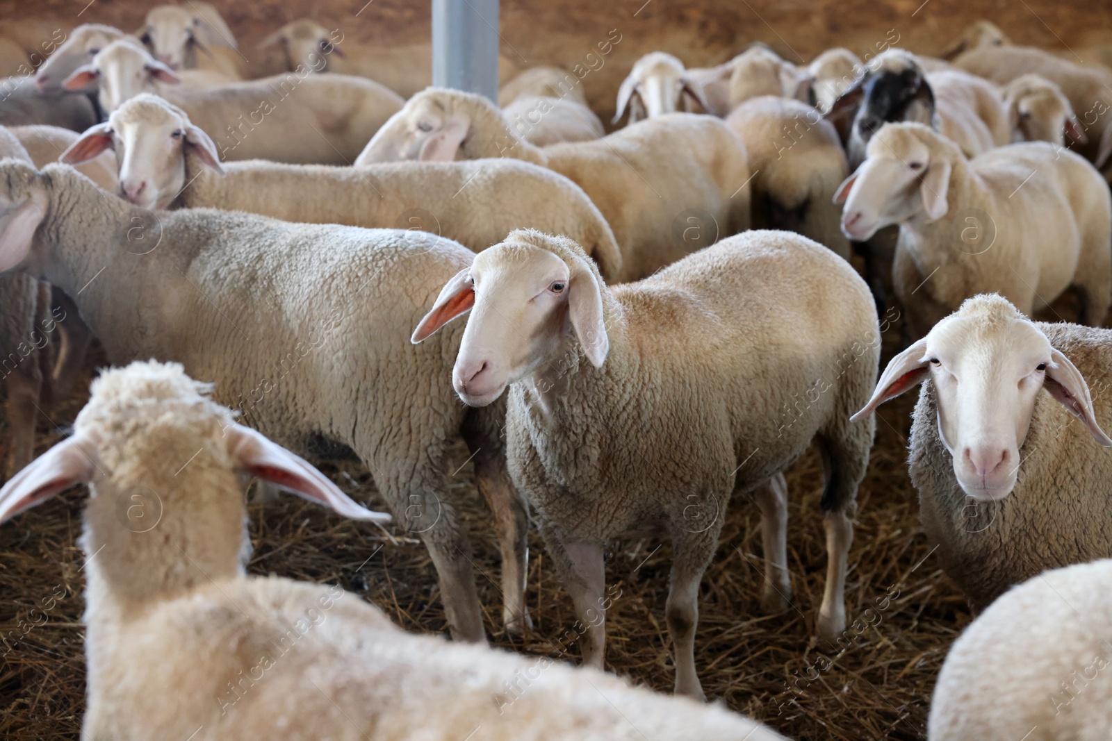 Photo of Many sheep in barn on farm. Cute animals