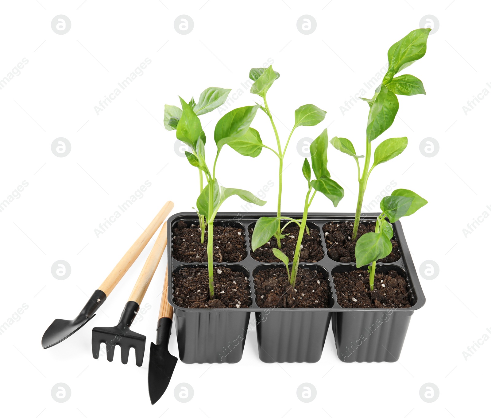 Photo of Vegetable seedlings and garden tools isolated on white