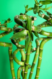 Photo of Beautiful bamboo stems on light green background, closeup