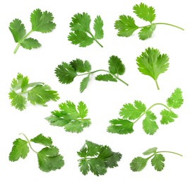 Set with many fresh cilantro leaves on white background