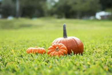 Photo of Orange pumpkins on green grass in garden