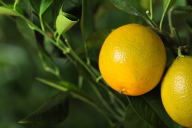 Photo of Closeup view of lemon tree with ripe fruits outdoors