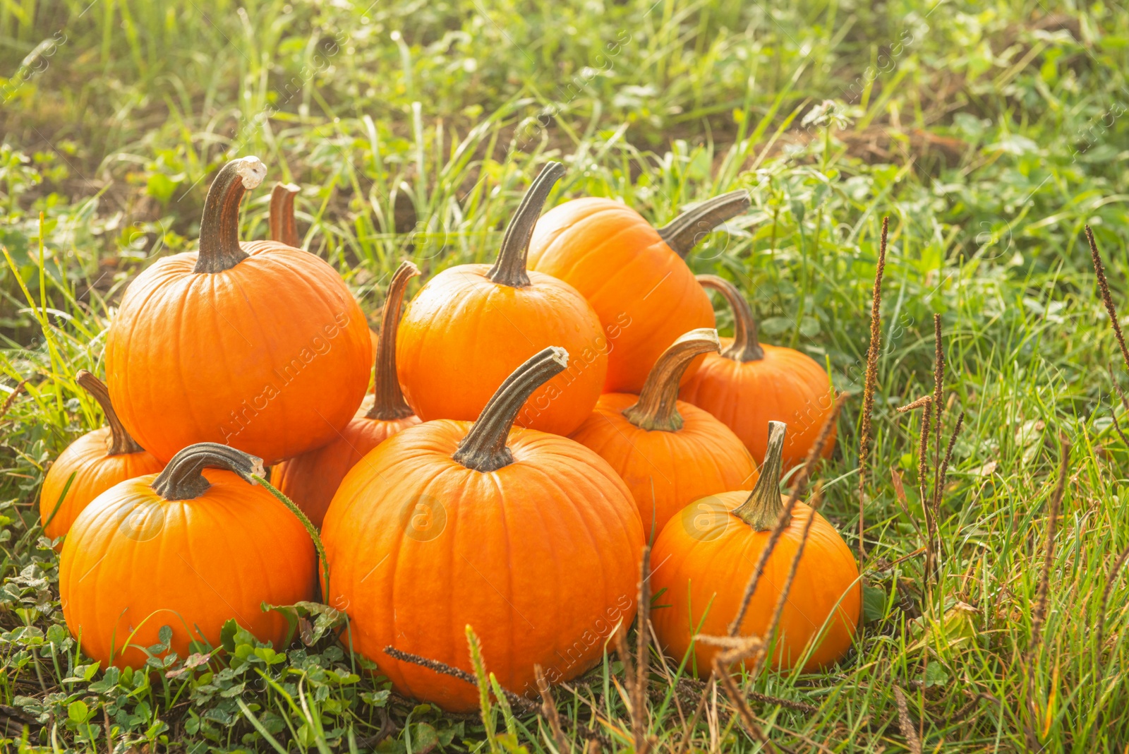 Photo of Many ripe orange pumpkins on green grass outdoors