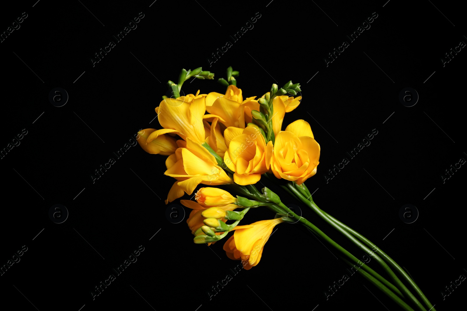 Photo of Beautiful yellow freesia flowers on black background