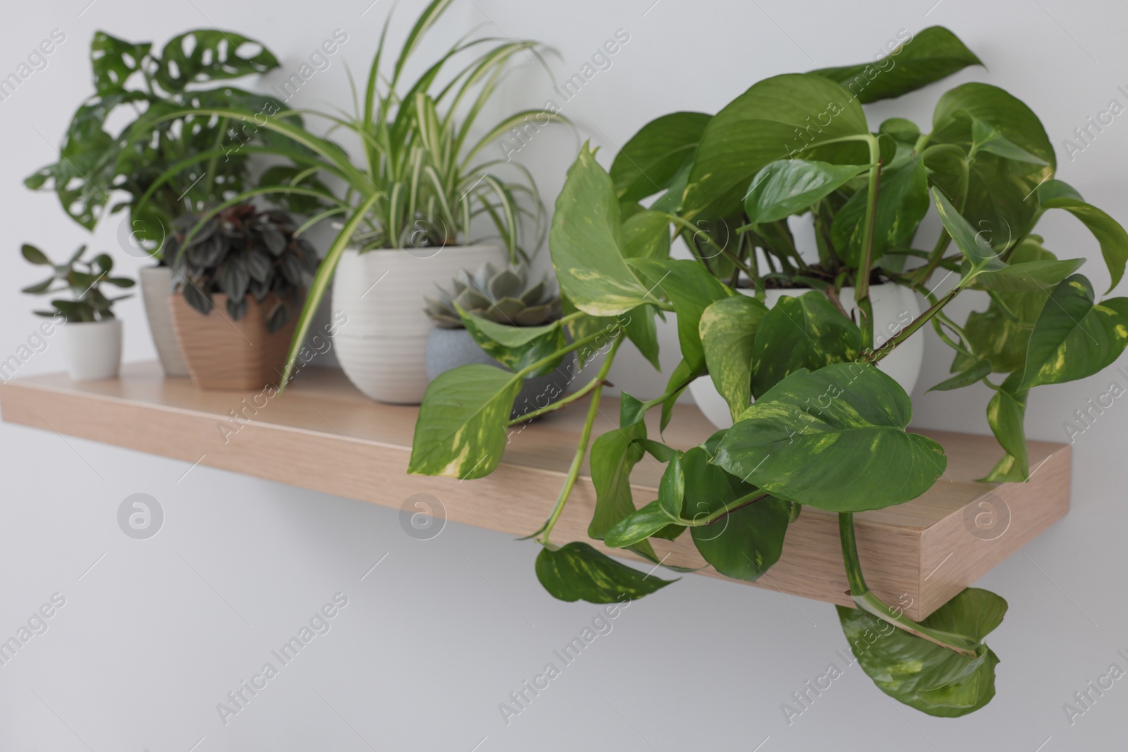 Photo of Wooden shelf with beautiful houseplants on light wall