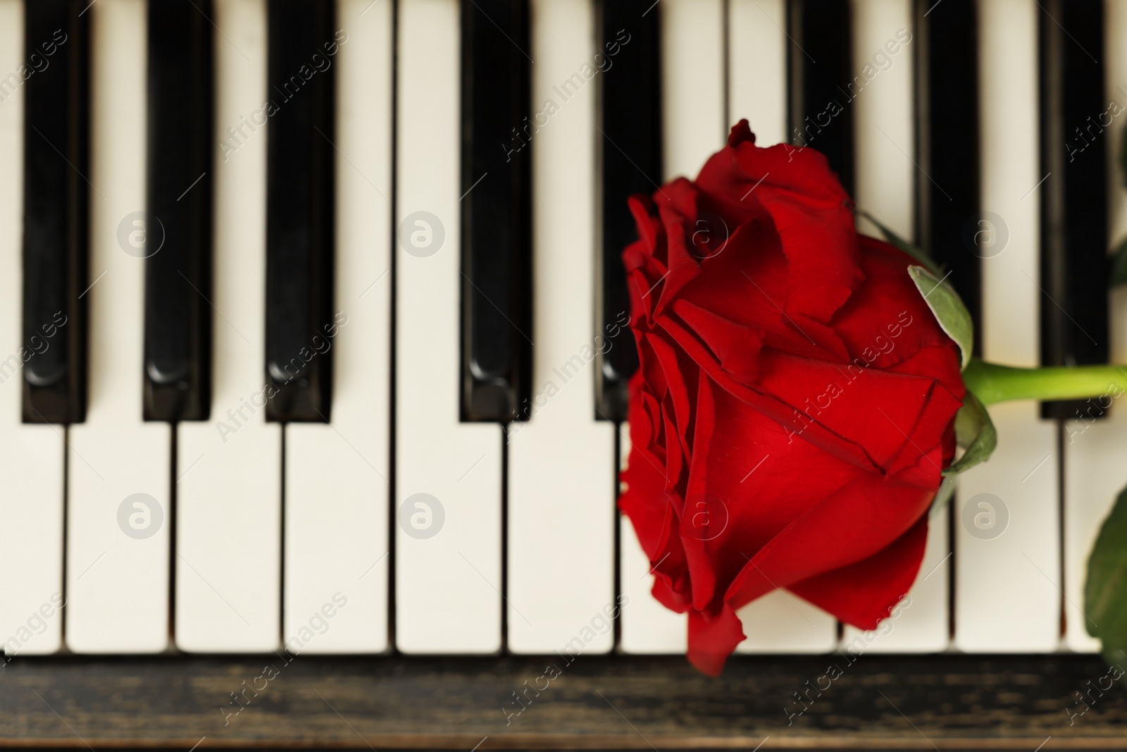 Photo of Beautiful red rose on piano keys, top view. Space for text