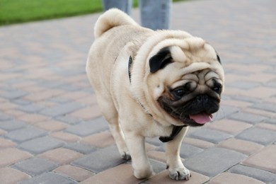 Photo of Cute pug on city street, closeup. Dog walking