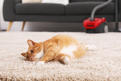 Cute ginger cat lying on carpet at home