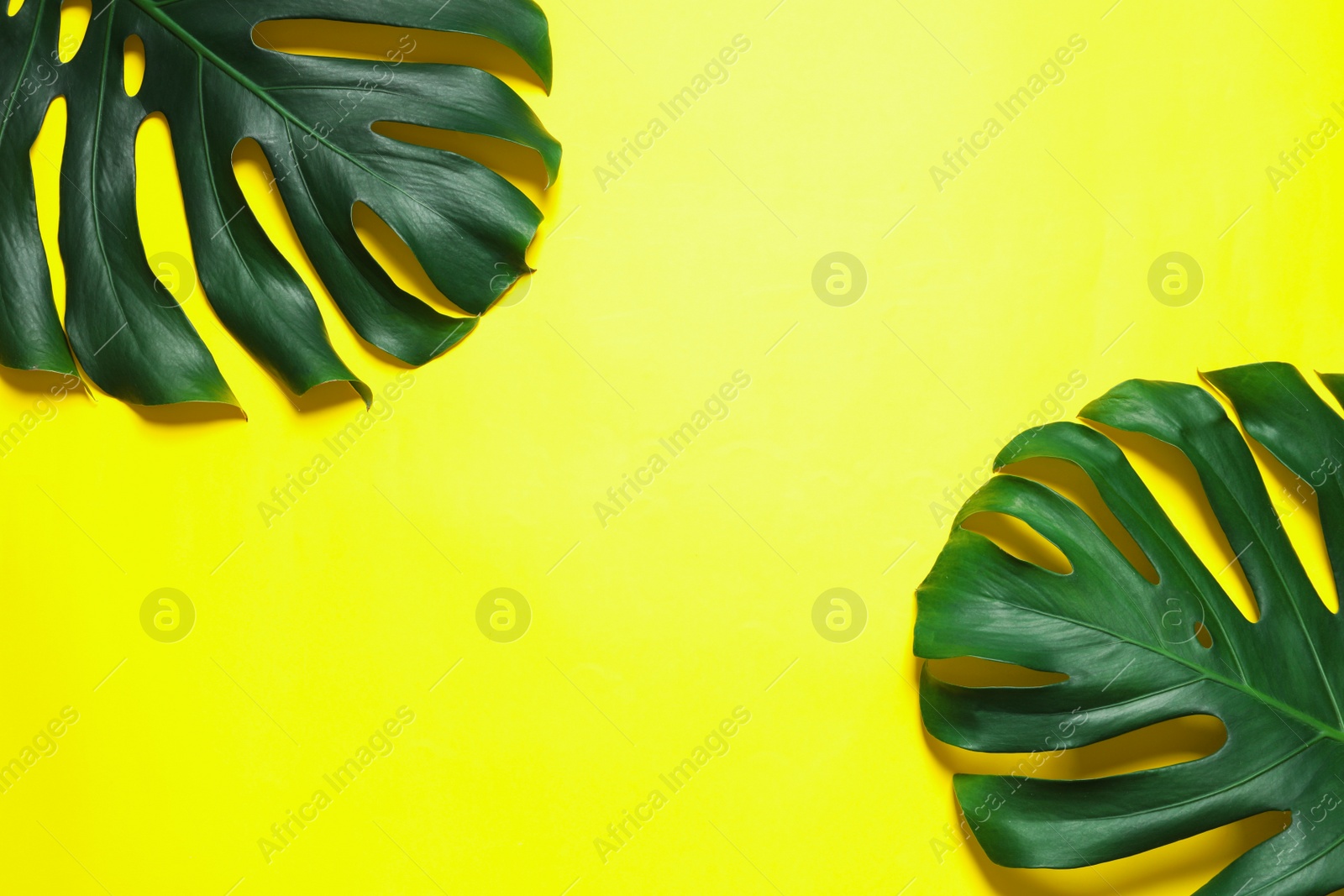 Photo of Green fresh monstera leaves on color background, flat lay with space for text. Tropical plant