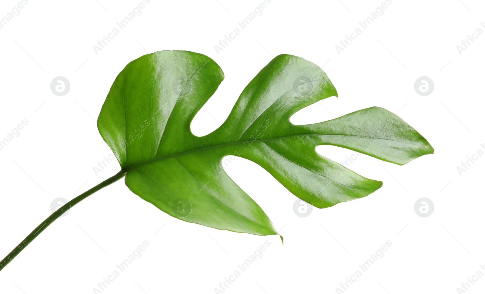 Photo of Tropical Monstera leaf on white background