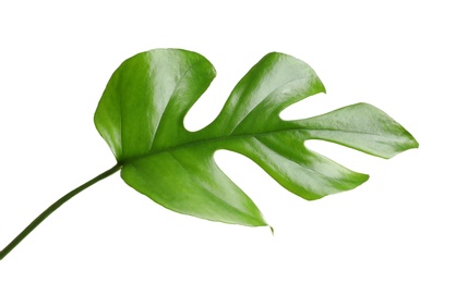 Photo of Tropical Monstera leaf on white background