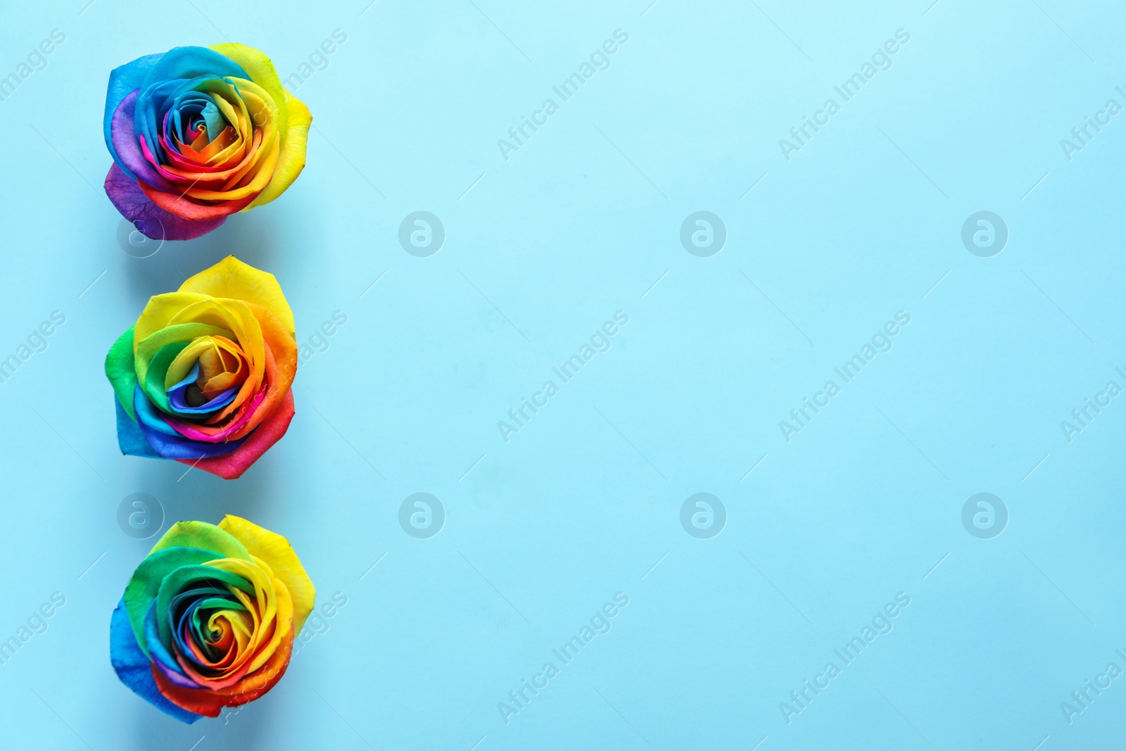 Photo of Rainbow rose flowers on color background, top view